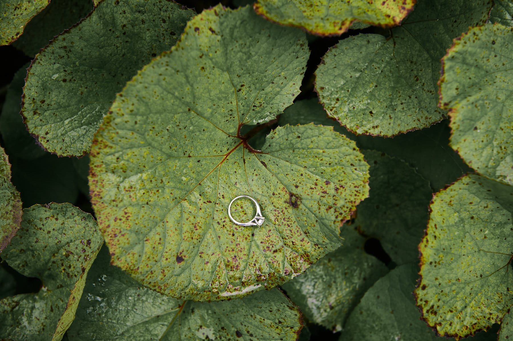 bearded camera portfolio 046